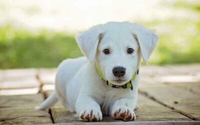 Tips para contrarrestar la obesidad en tus mascotas