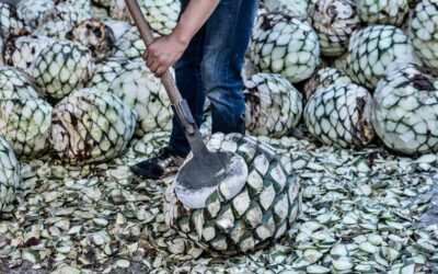 El valioso legado de los campos de agave en la producción del tequila