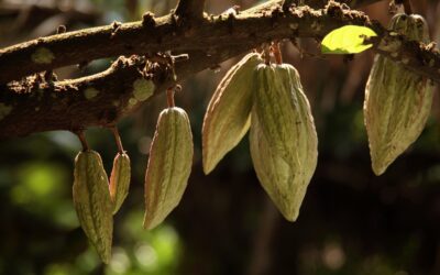 Ya se estrenó la serie documental «Cacao, el fruto de un legado»