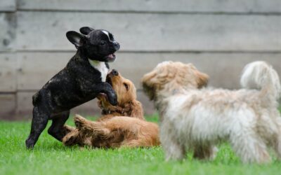 Cuáles son las enfermedades que más afectan a los cachorros