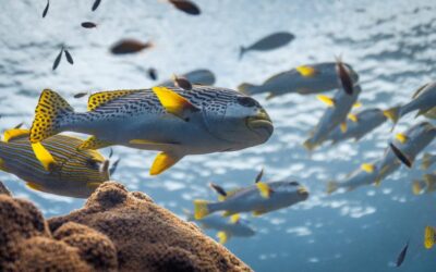 Hoy se estrena el documental «Océanos con David Attenborough» en Disney+