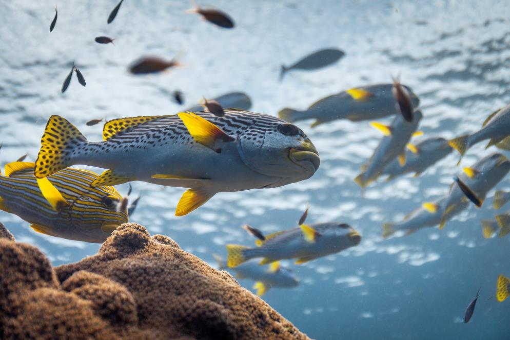 Hoy se estrena el documental «Océanos con David Attenborough» en Disney+