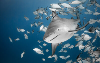 Este verano vive en Acuario Inbursa «Tiburones: Los reyes del mar»