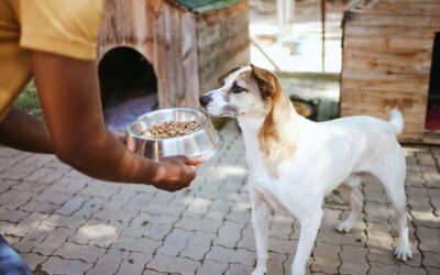 Conoce la «Academia Albergues» para mejorar la vida de miles de perros y gatos