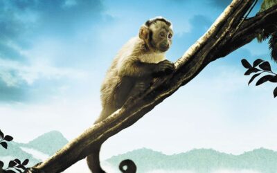 Viernes de Sundance presenta hoy en Film&Arts «Vida en Movimiento»