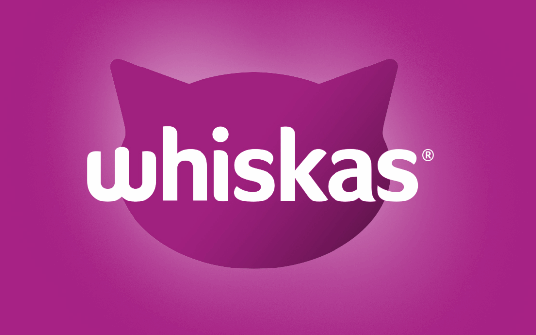 Cinco consejos esenciales para el bienestar de los gatos 🐾 + un regalito extra