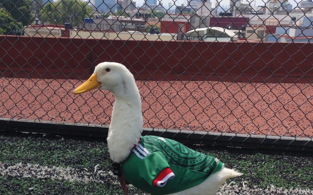 El Pato Merlín convive con sus PatoAmigos por la publicación de sus dos libros